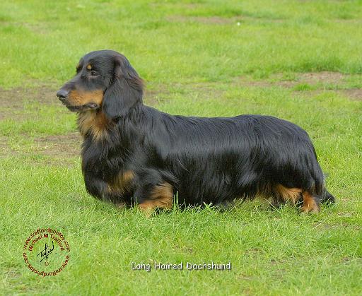 Dachshund 9R086D-021.JPG